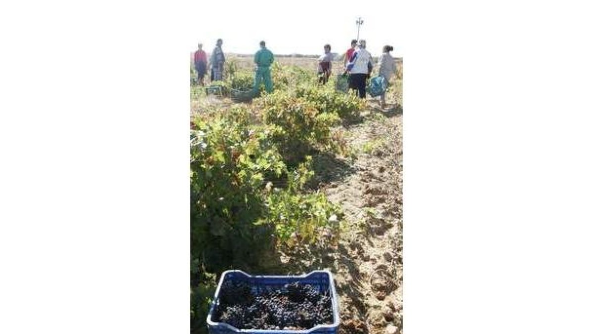 Imagen de unos rumanos trabajando en la vendimia en León