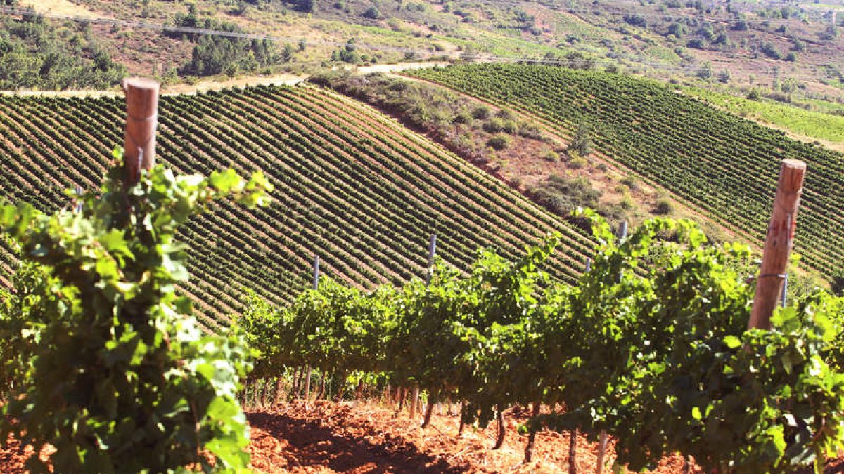 Una plantación de viñedos en la comarca del Bierzo. ana f. barredo