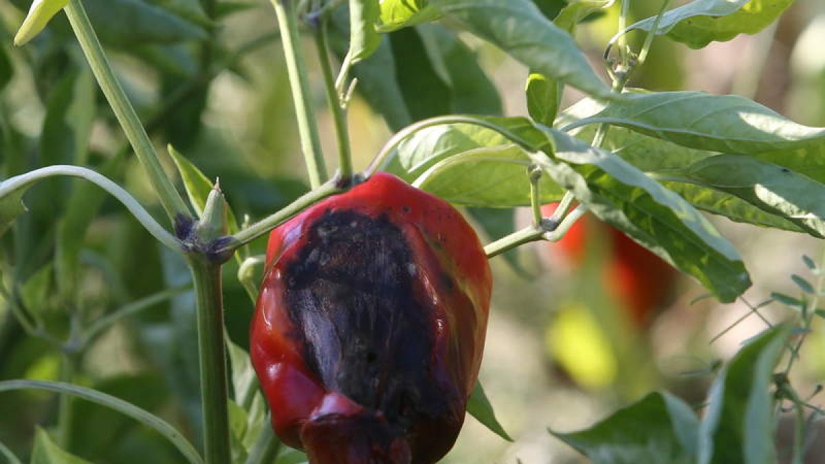 Un pimiento dañado por las inclemencias meteorológicas, en una plantación del Bierzo.