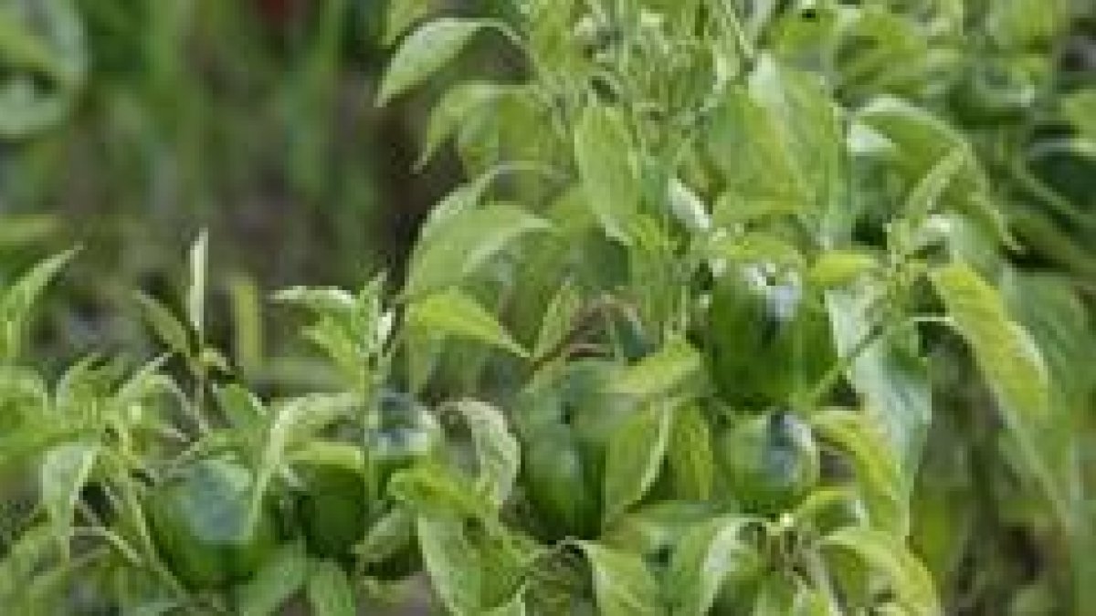 El Consejo Regulador anima a los agricultores a cambiar el cultivo de tabaco por pimiento