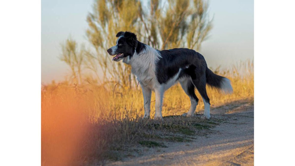Los perros huelen las señales químicas. EFE