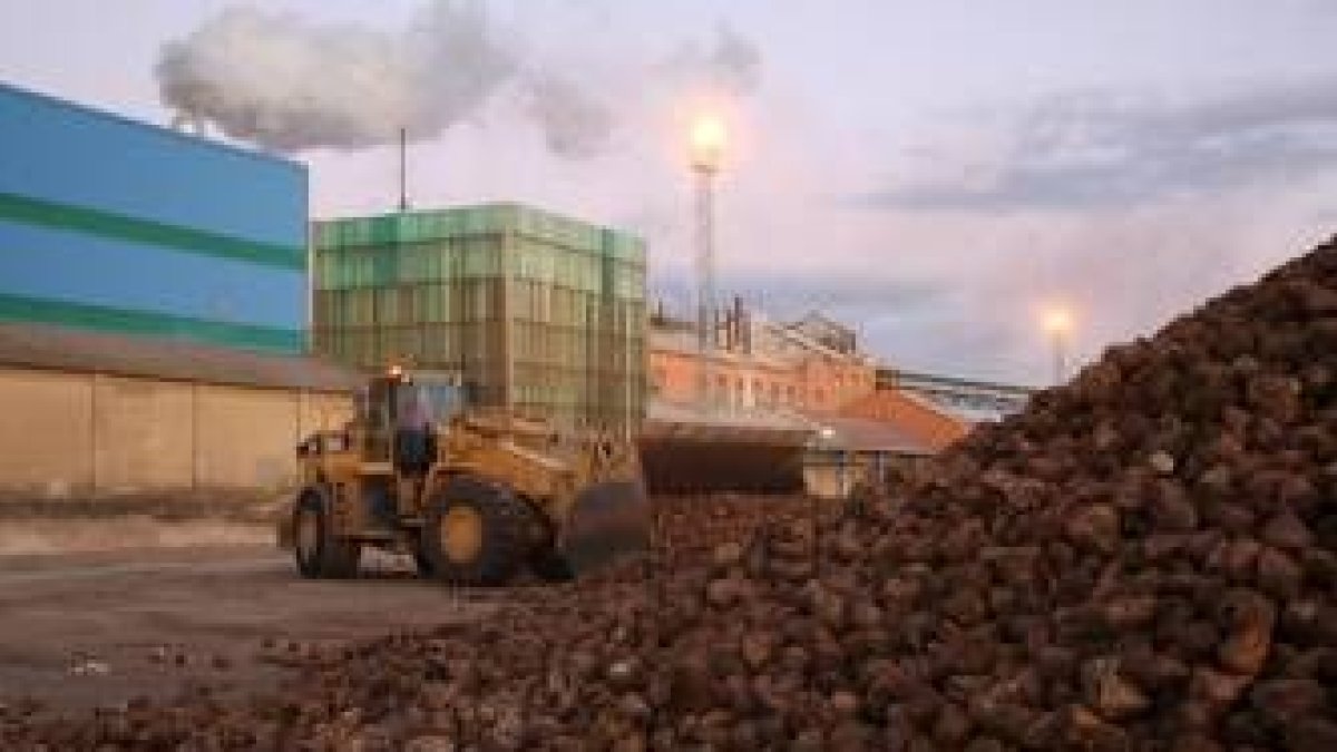 Remolacha a pie del punto cero estrenado ayer en la fábrica de Ebro Agrícolas en La Bañeza
