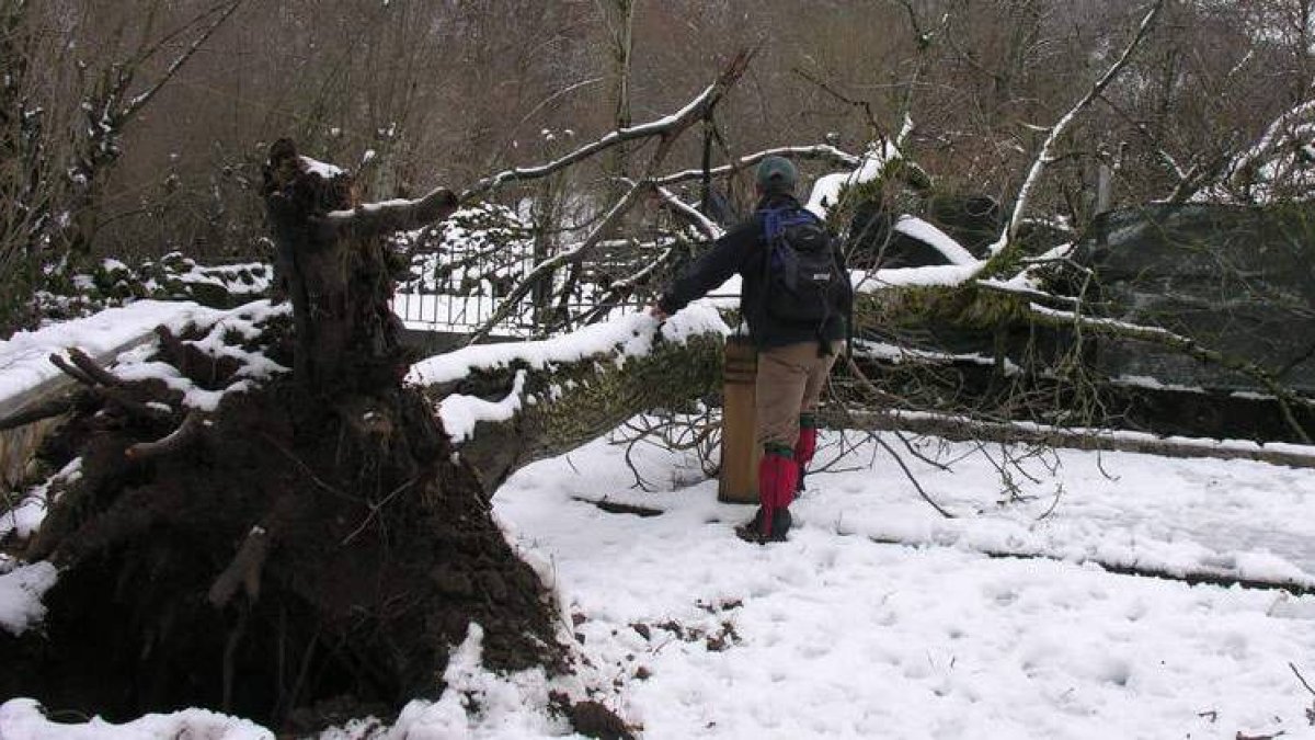 El viento tiró dos árboles en el valle de Valdeón en la madrugada del domingo en Soto (en la imagen) y en Prada. En Huergas de Babia se limpió el camino de la escuela (derecha) para que hoy haya clase.