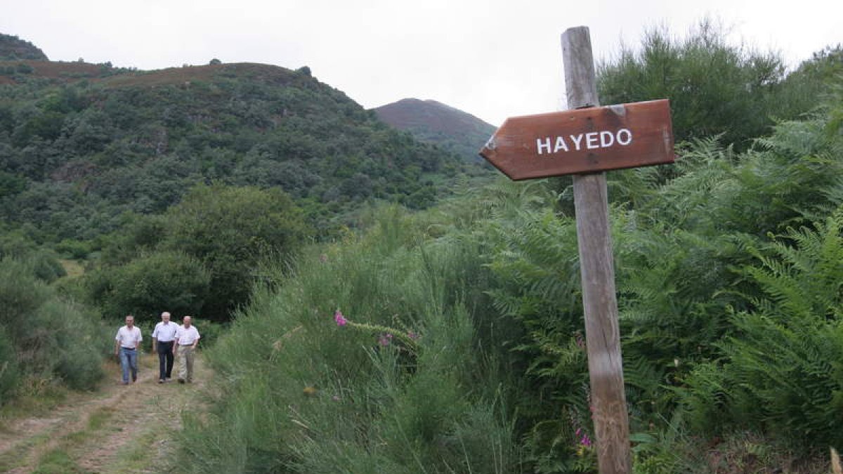 El hayedo de Busmayor es una de las joyas de la naturaleza mejor conservadas de la comarca. ANA F. BARREDO
