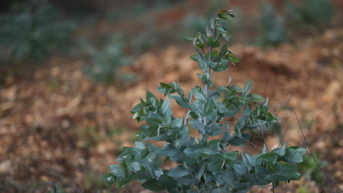 Ejemplar de eucalipto joven de una plantacion del Bierzo.