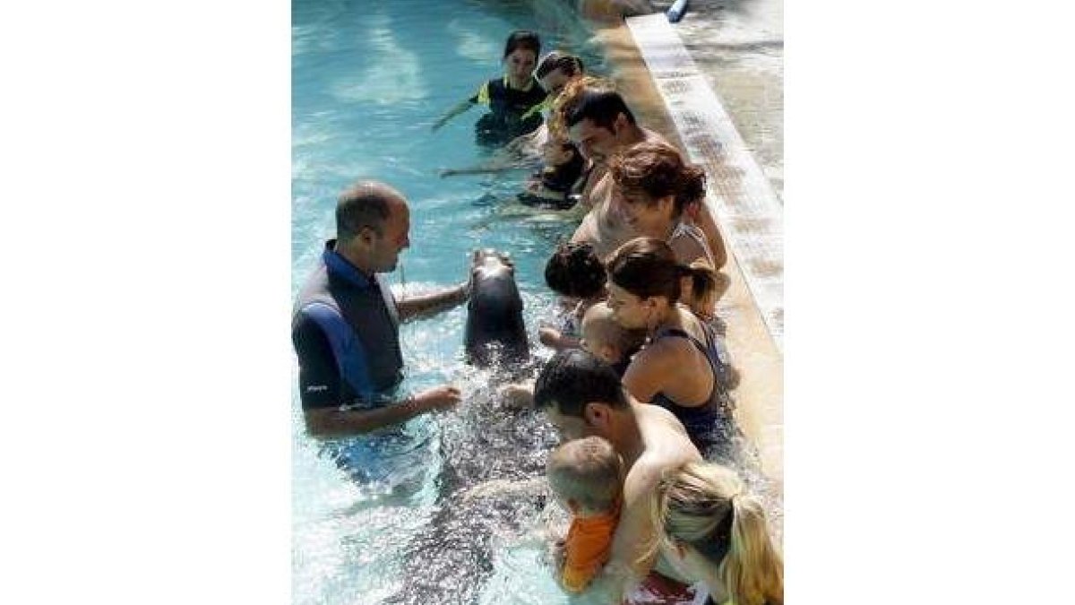 Una sesión de terapia con delfines en Elche.