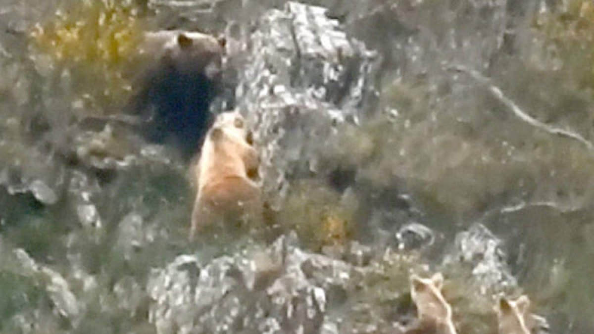Dos imágenes captadas por las cámaras de la Fundación Oso Pardo muestran a la osa alejando al macho de sus crías. DL