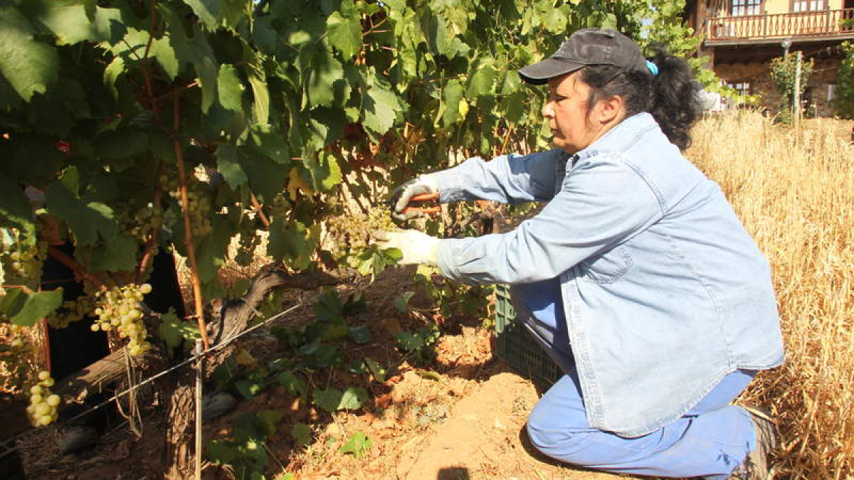 La vendimia comenzó ayer en los viñedos de godello y chardonnay del Palacio de Canedo.