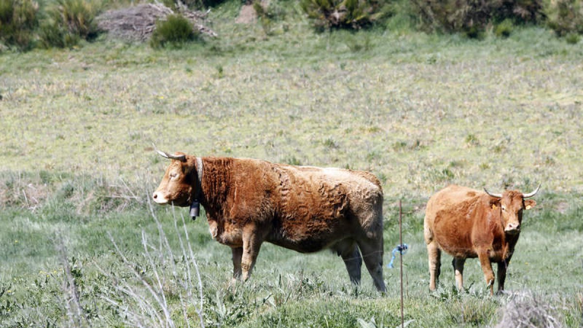 Vacas limusinas en los prados de León. marciano pérez