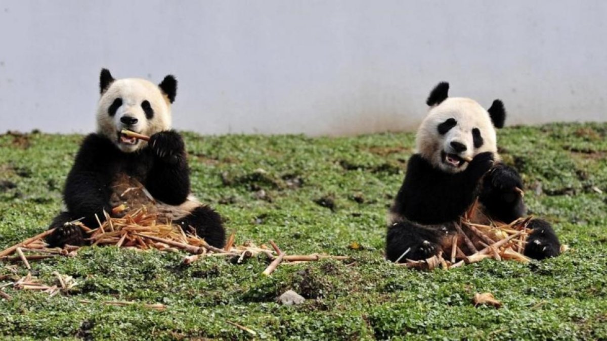 Dos pandas gigantes comen bambú en la reserva de Wolong, en la provincia china de Sichuán.