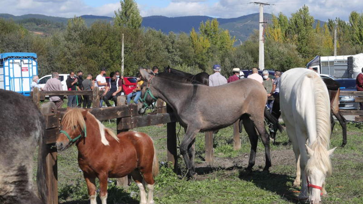 Caballos a la venta, ayer en la feria de ganado de San Miguel en Cacabelos. ANA F. BARREDO