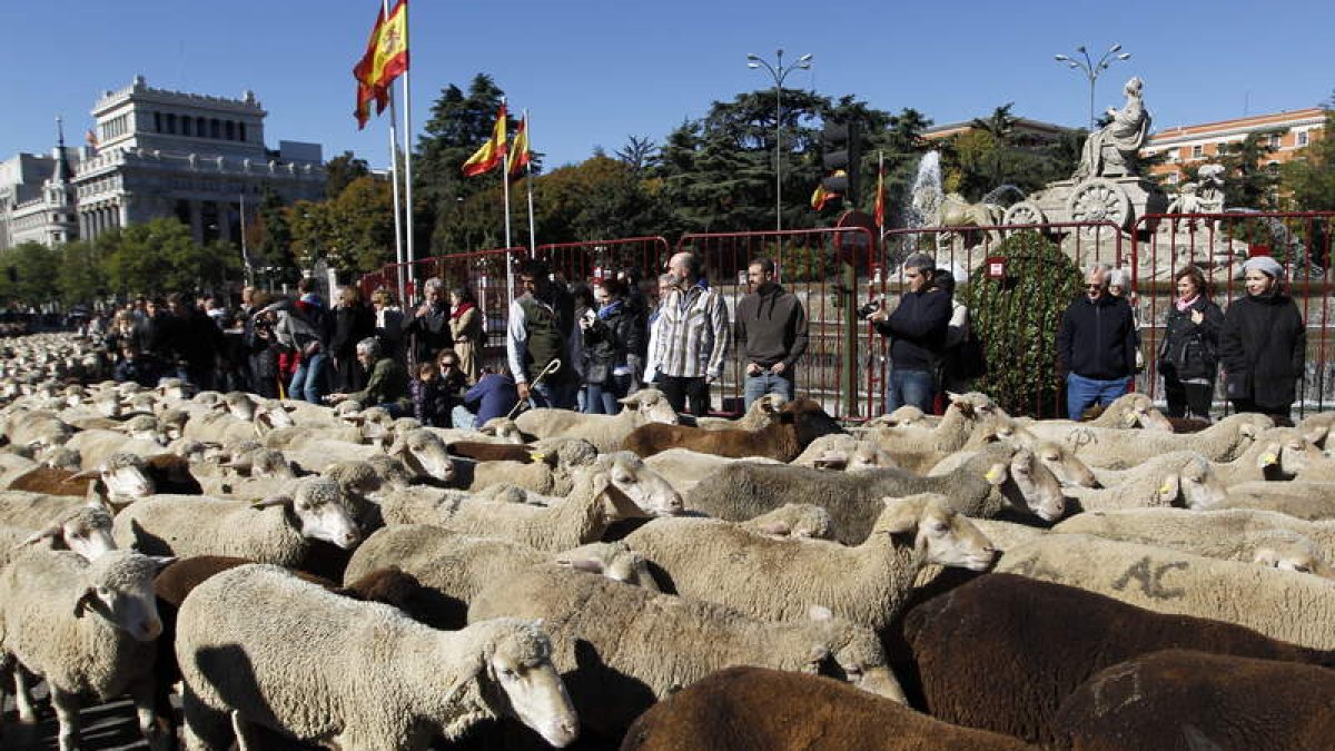 Un rebaño de 2.000 ovejas merinas procedente de la localidad pacense de Siruela cruzó ayer el centro de Madrid.