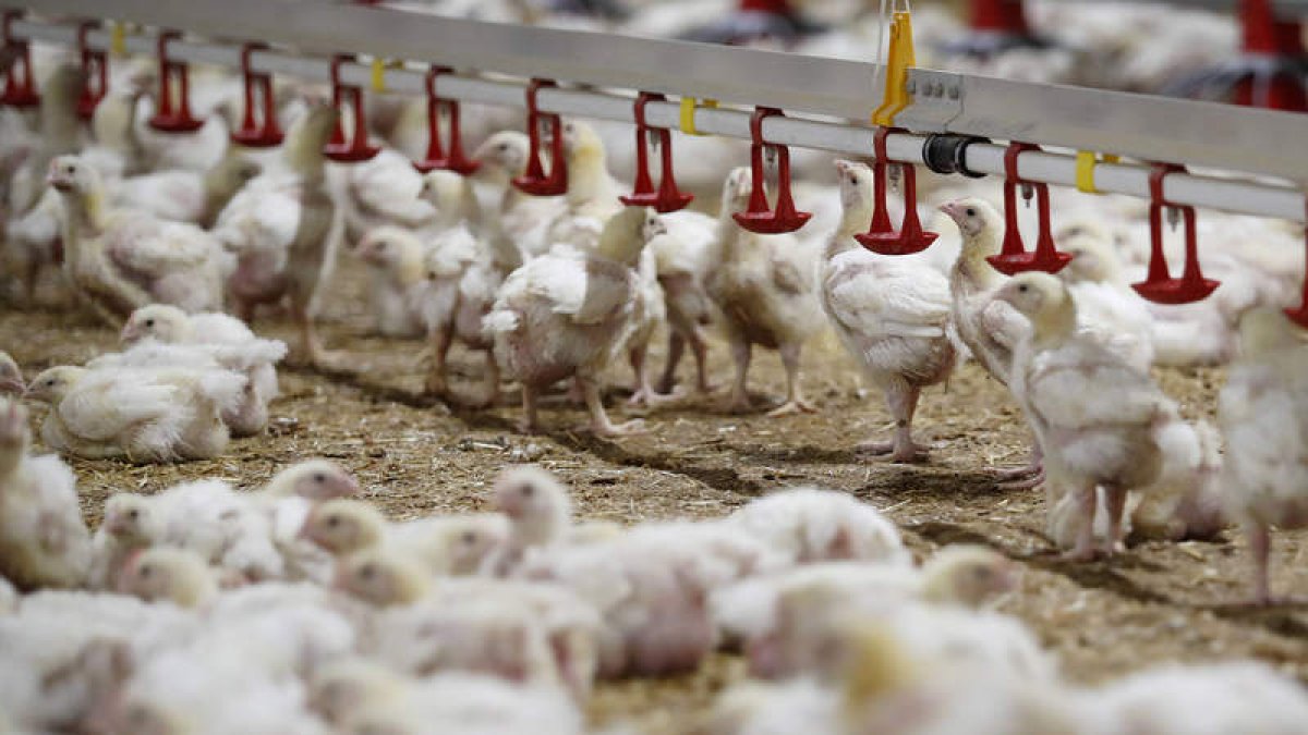 Pollos en una explotación. jesús f. salvadores