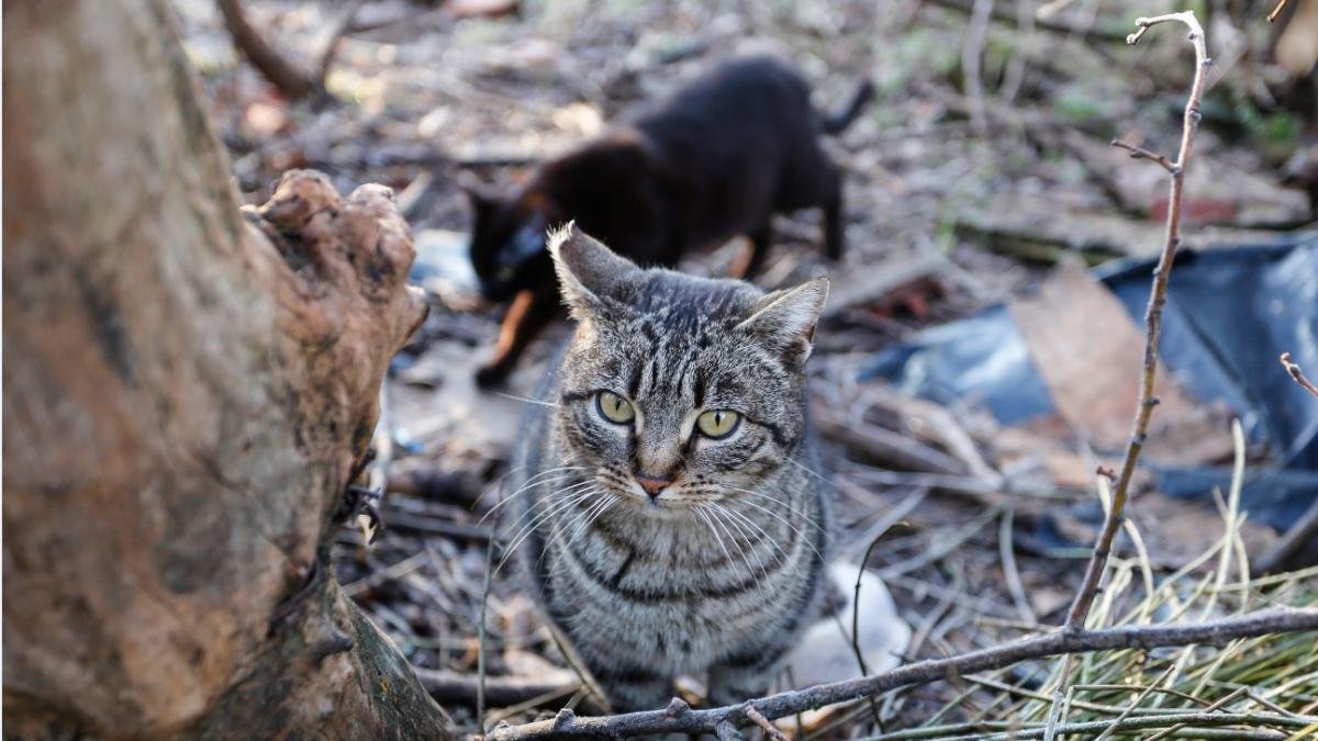 Imagen de una de las colonias de gatos de la ciudad