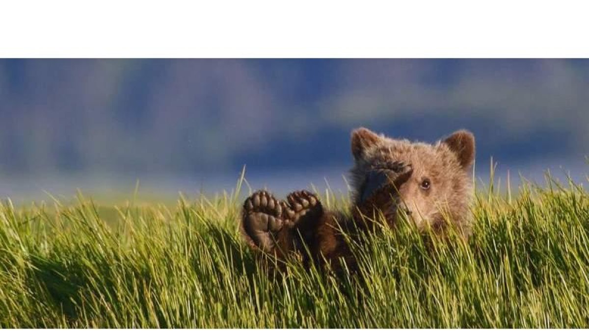 Un osezno juguetea en una de las escenas que conforman el tráiler de presentación del documental ‘El oso pardo. Tras las huellas de lo salvaje’. DL
