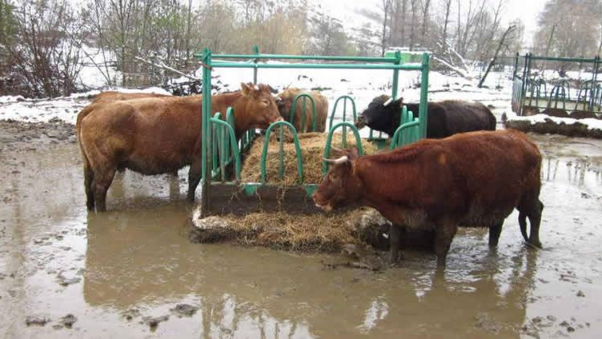La nieve y la lluvia han agravado la situación de las reses inmovilizadas en Los Llanos.
