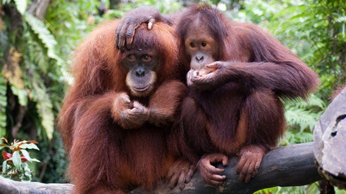 El orangután es una especie en peligro de extinción.