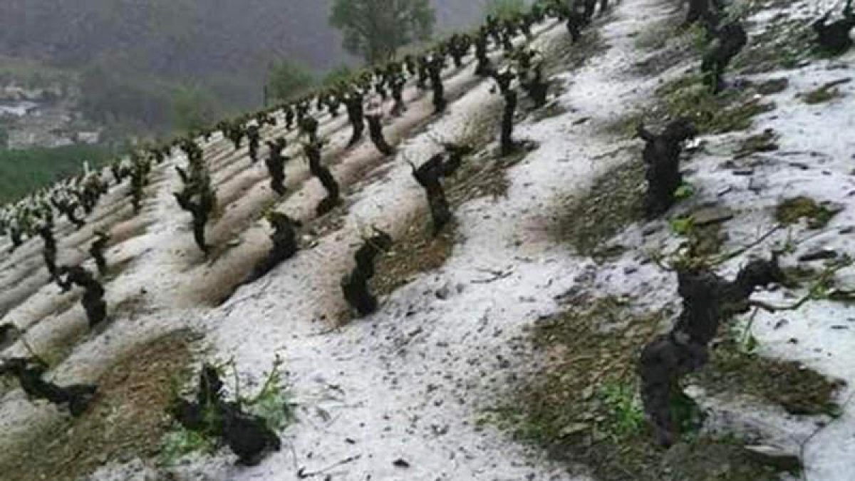 Estado de una de las viñas, de blanco por la granizada del martes. DL