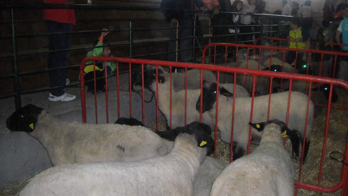 La exposición de razas puras acaparó todas las miradas.