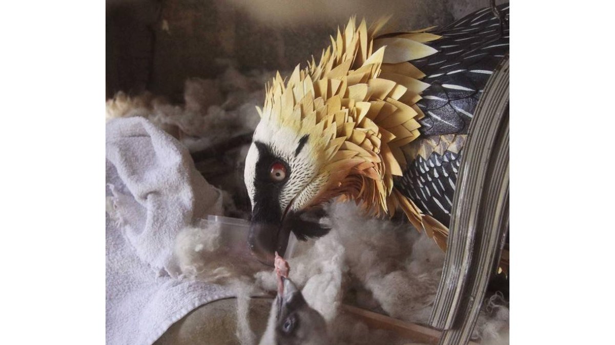 Una cría de quebrantahuesos es alimentada por su madre