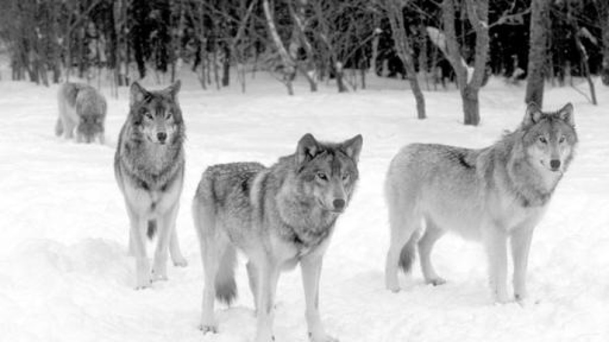 Cuatro lobos sobre la nieve.