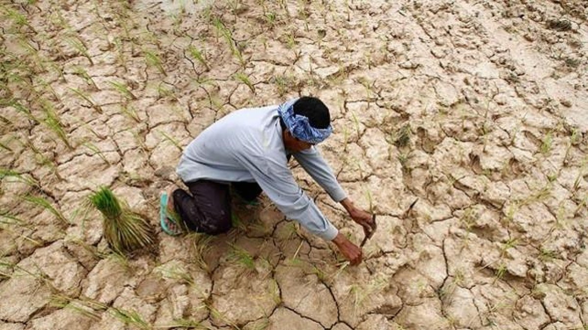 Un campesino planta arroz en un yermo campo de cultivo en la provincia de Kampong Seu (Camboya). Una dura sequía ha azotado el país durante la que debía ser su estación lluviosa, destrozando más de 100.000 hectáreas de cultivo.
