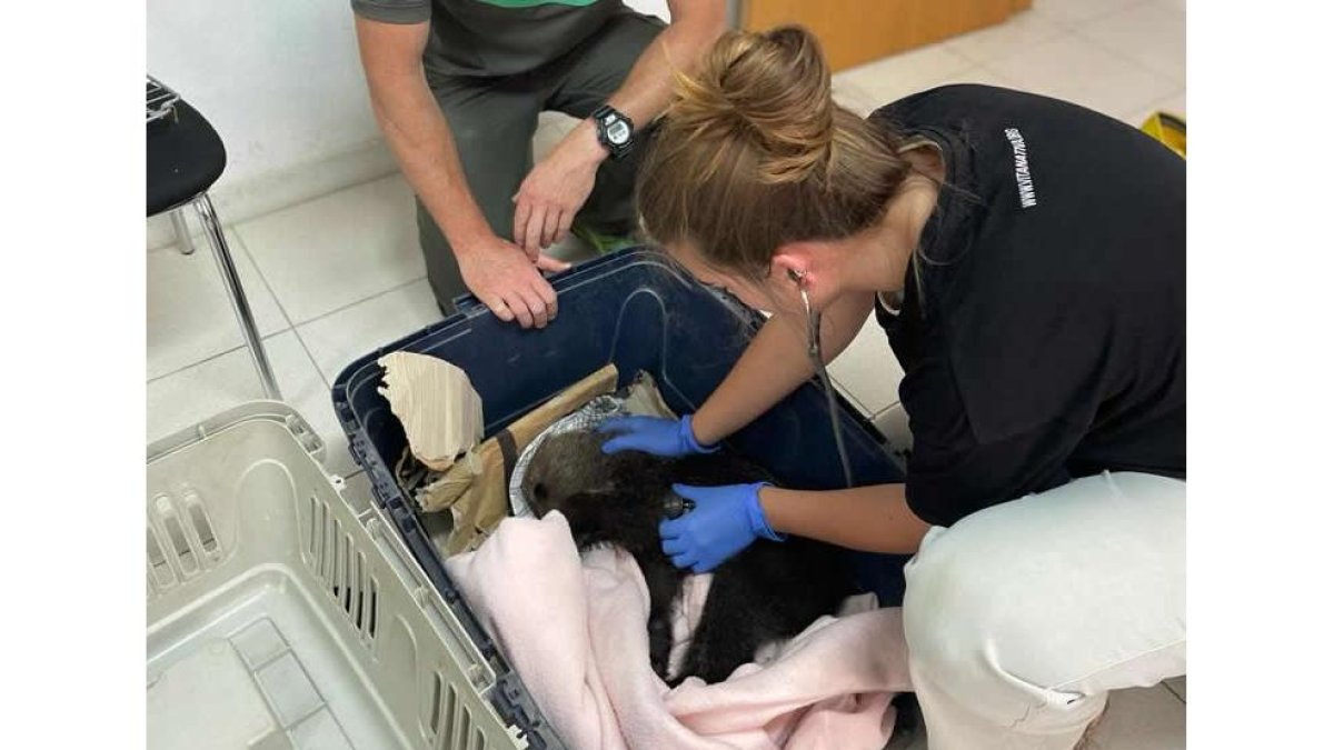 Agentes medioambientales y veterinarios del centro de acogida de animales prestaron atención al osezno encontrado en Igüeña. JCYL