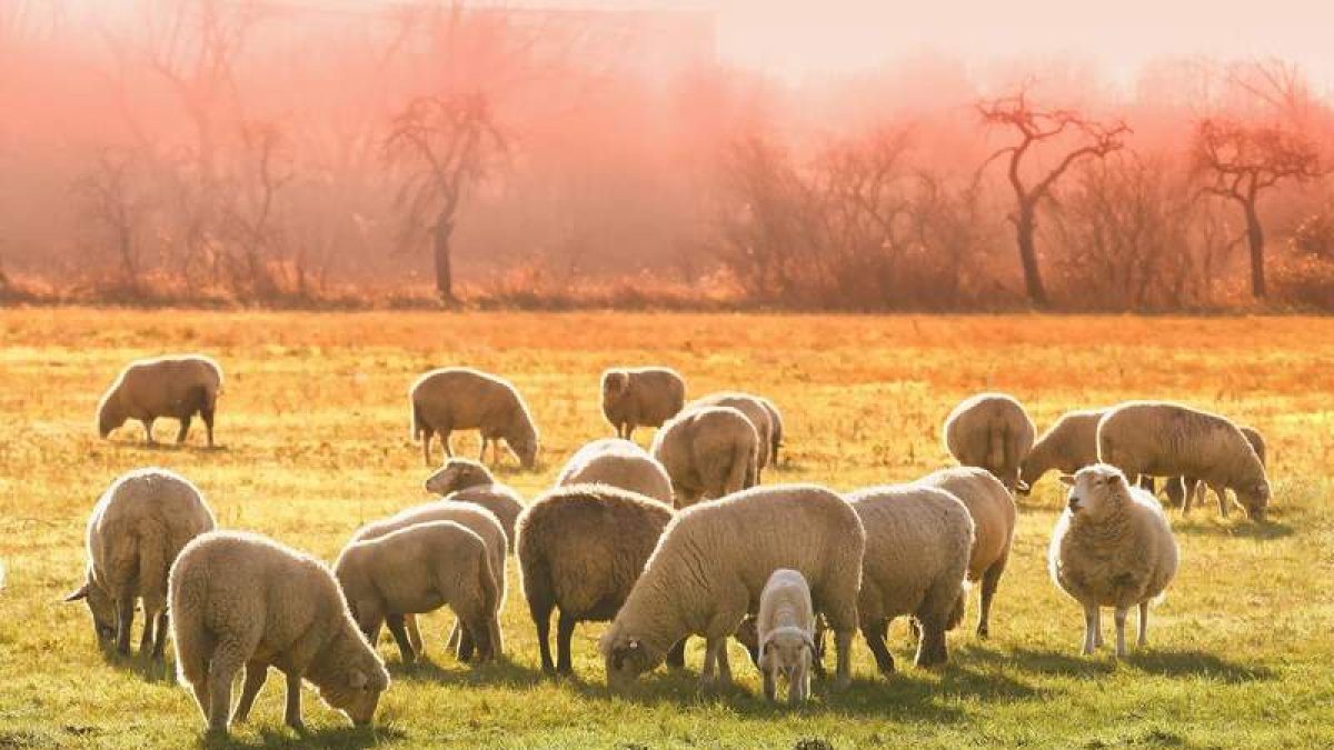 Los animales hacen pastando cortafuegos que evitan después la propagación de los incendios. dicyt