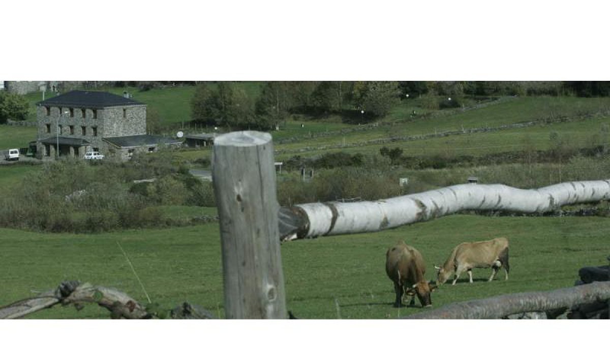 Unas vacas pastan en uno de los prados cerca del pueblo de Balouta, en plenos Ancares leoneses.