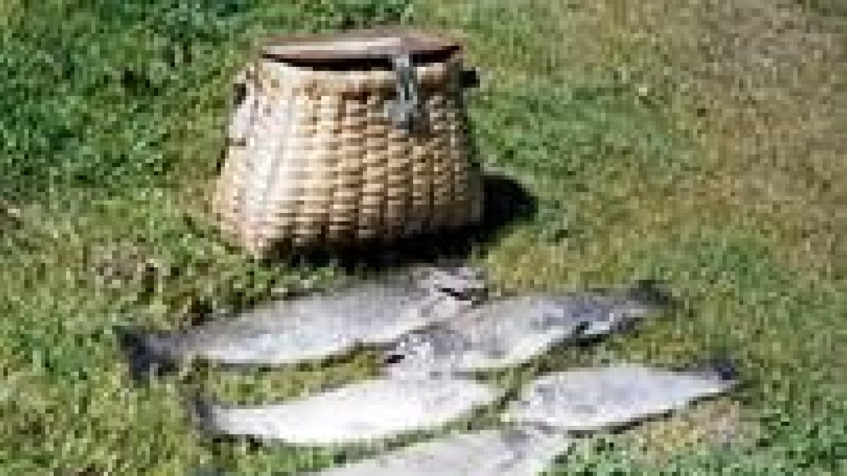 Cupo de truchas comunes que fueron pescadas en el río Órbigo a la altura de Hospital
