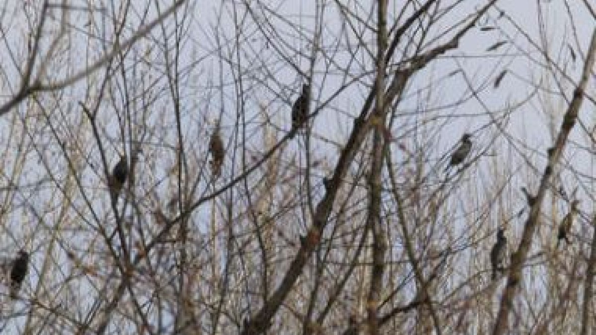 Cormoranes en el dormidero del río Bernesga en la zona leonesa de La Lastra.
