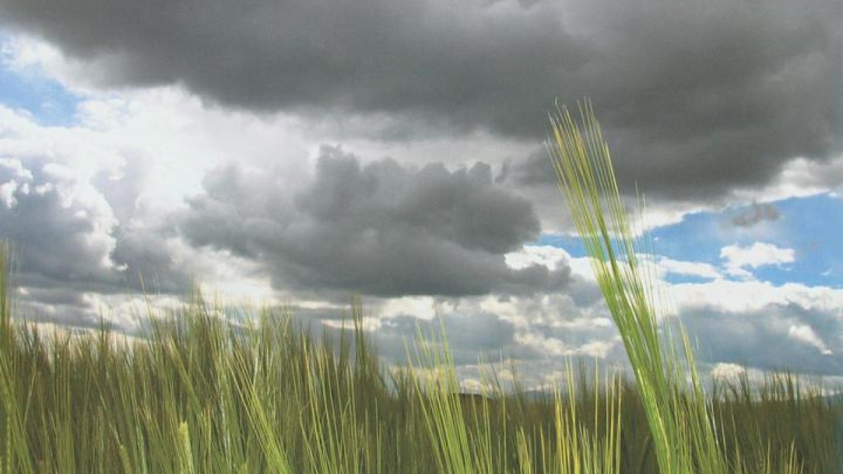 El viento agita un campo en el Bierzo.