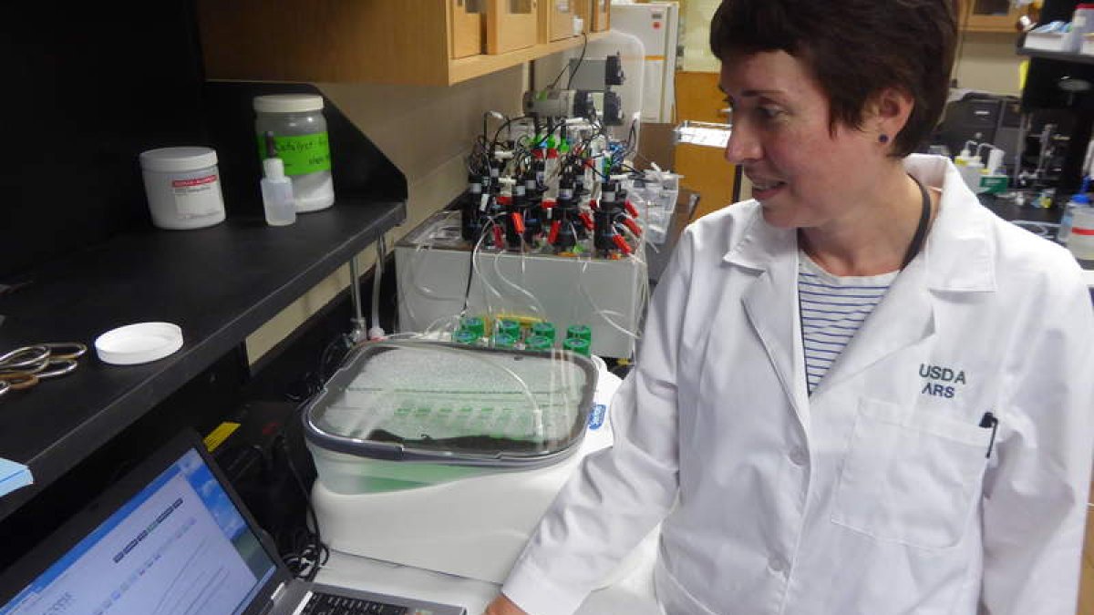 La doctora García colabora desde 2003 en las investigaciones del Centro del ARS-USDA de Carolina del Sur. dl