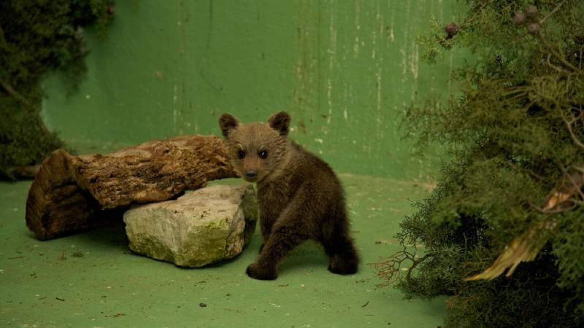 La osezna Jimena, en el centro de recuperación de Burgos, no superó la reintroducción.