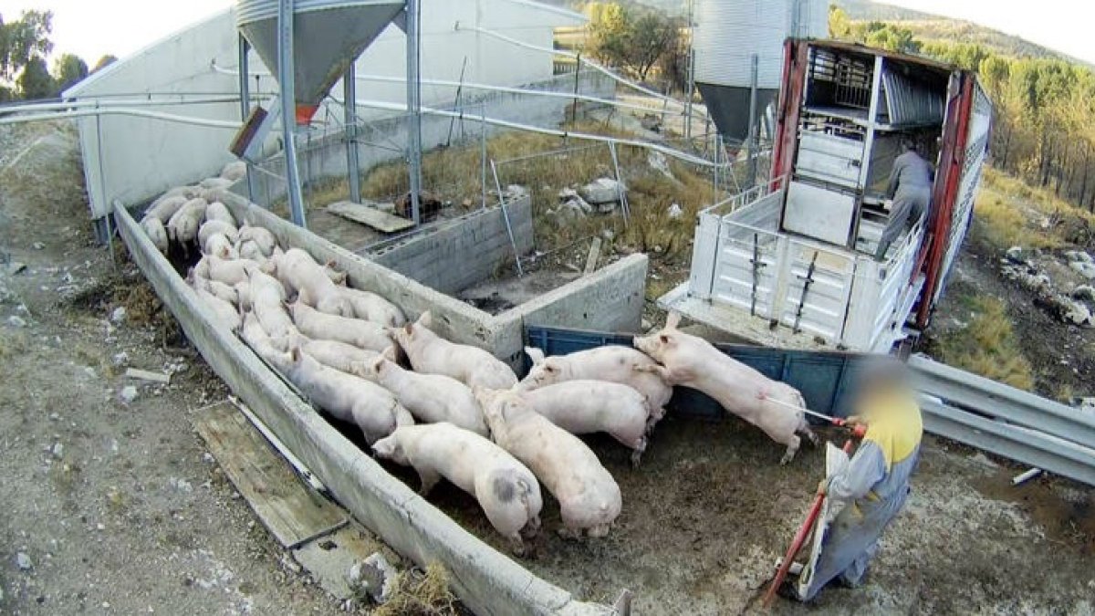 El Observatorio de Bienestar Animal (OBA) ha denunciado al propietario de una granja porcina en Quintanilla del Coco (Burgos) por delitos de maltrato animal con agravante de muerte después de detectar
