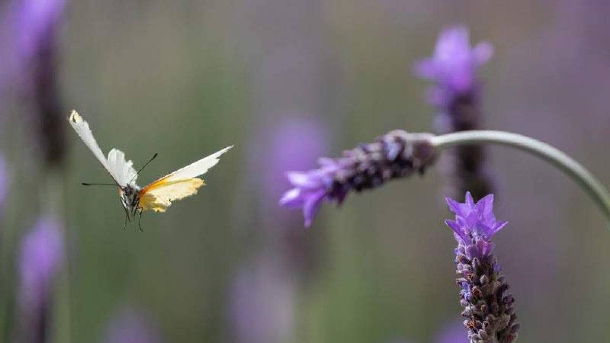 Una mariposa vuela entre campos de lavanda en Ciudad del Cabo (Sudáfrica). NIC BOTHAMA