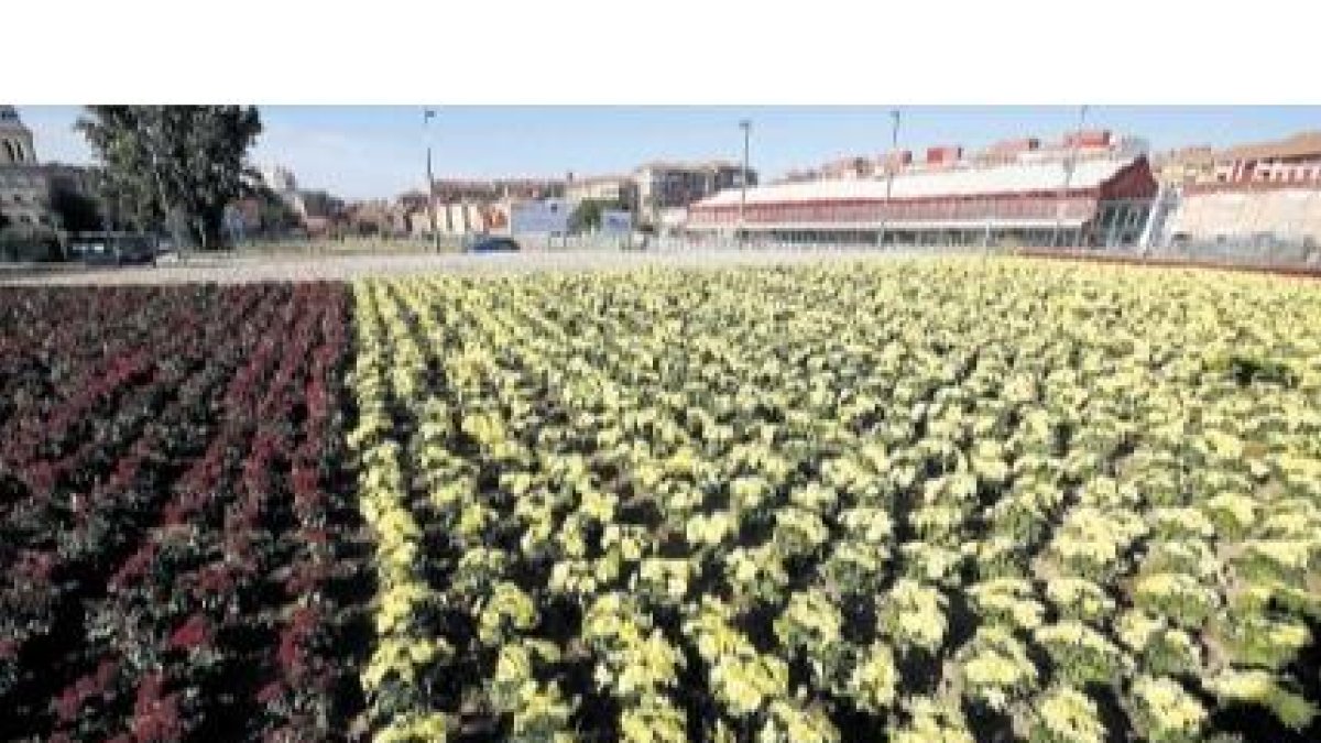 La bandera de España ha quedado plantada ya en la rotonda que separa la estación del AVE del Palacio de Exposiciones. DL