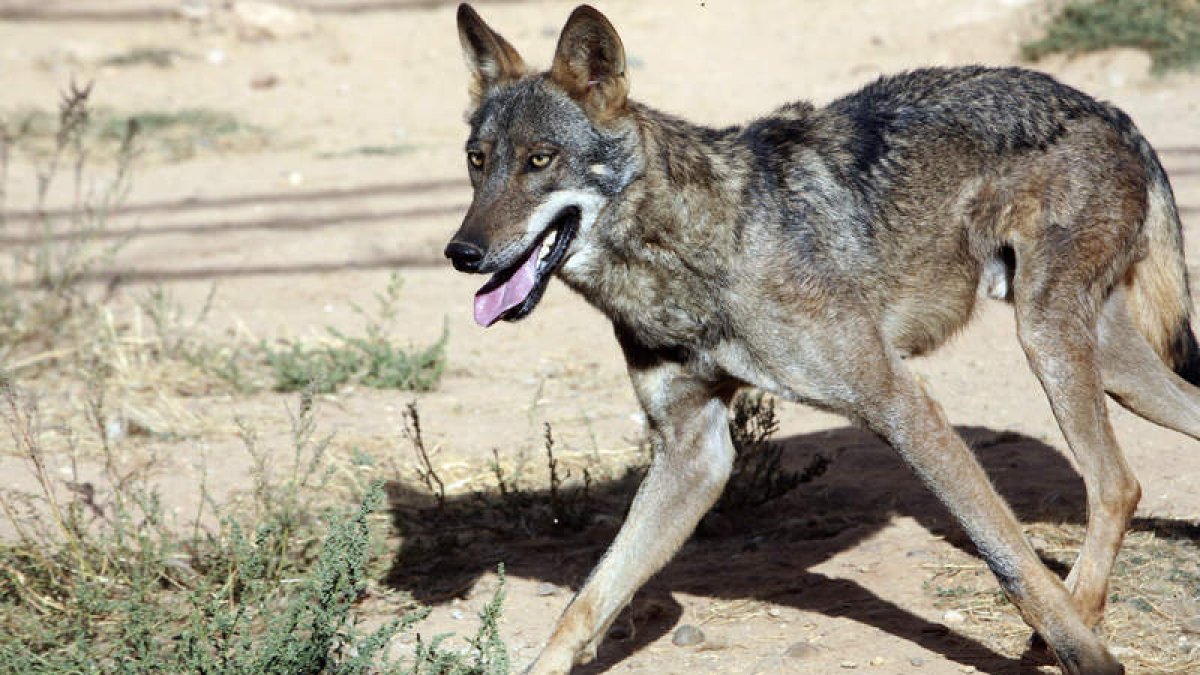 La Junta ha recurrido la decisión del Gobierno de declarar no cazable la especie. EDUARDO MARGARETO