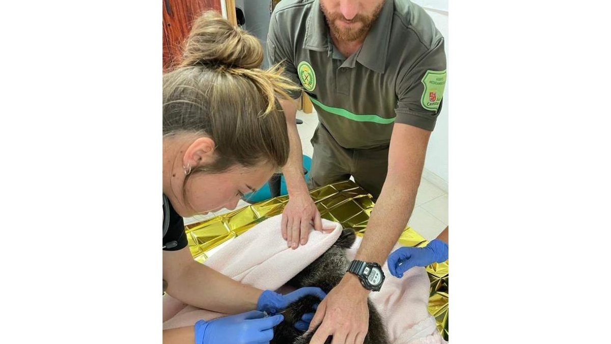 Primeros tratamientos veterinarios recibidos por el osezno. DL