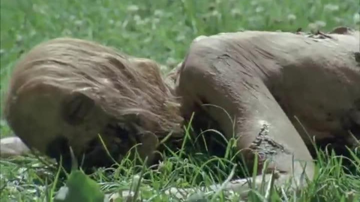 Video promocional de la atracción sobre la serie 'The walking dead' que abrirá Universal Studios en Hollywood el 4 de julio.