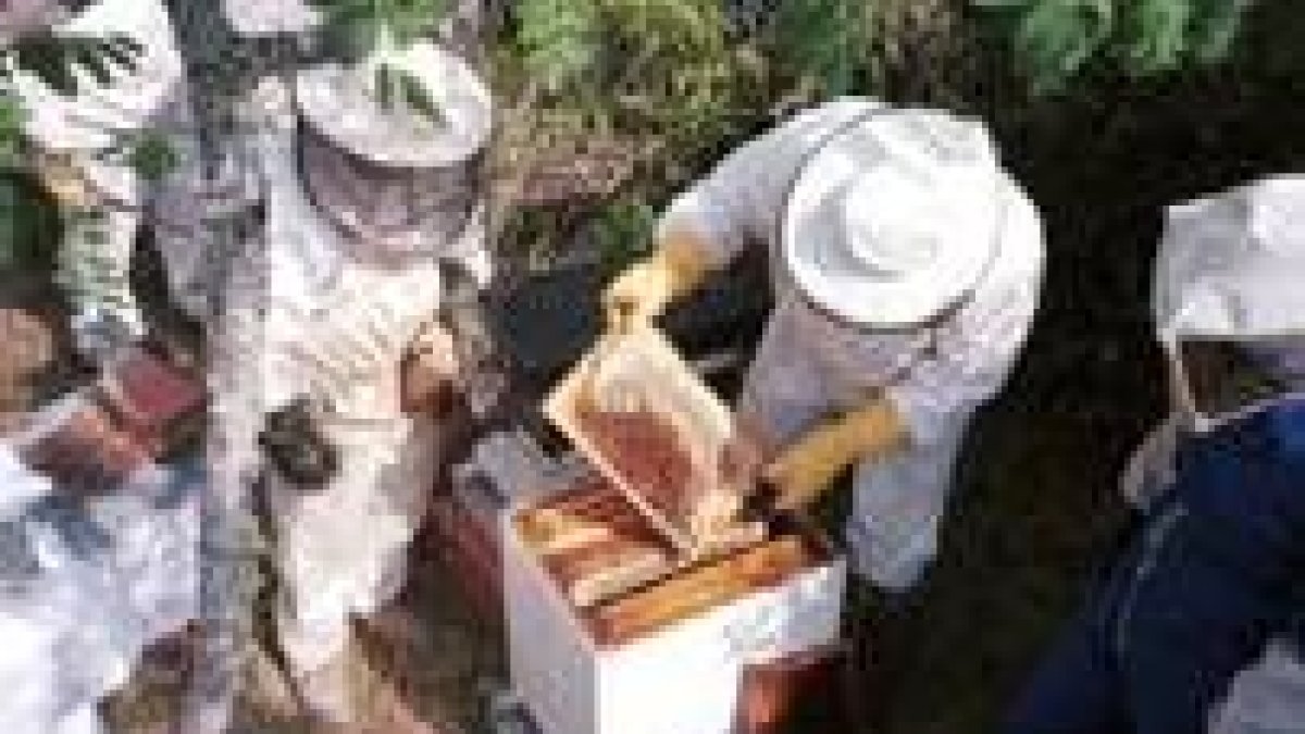 Un grupo de apicultores revisando las colmenas