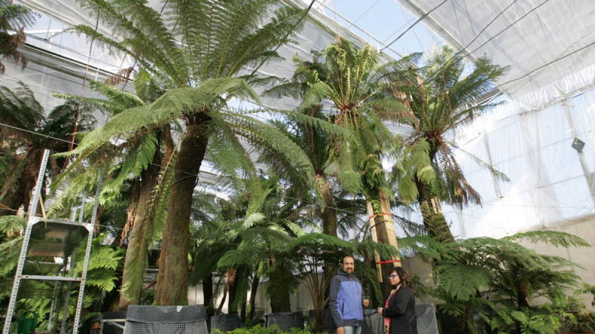 Los helechos traídos de Nueva Zelanda, Australia y Argentina, en 2015 en el vivero de Pobladura. LDM