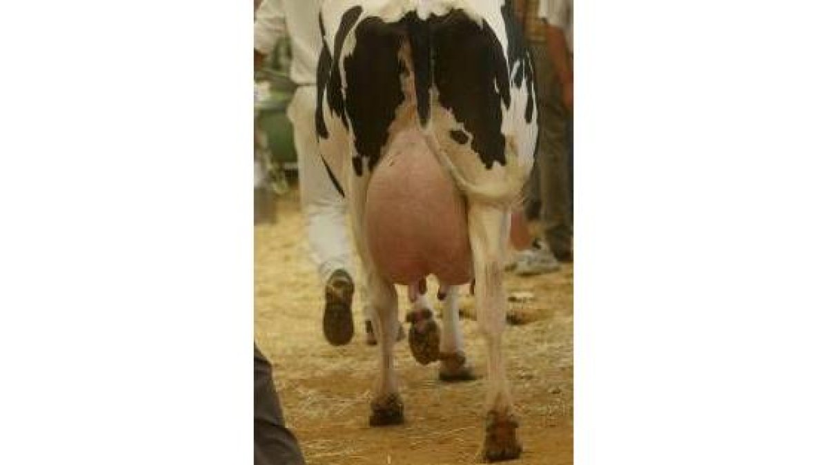 Ejemplar de vaca lechera en un concurso en Toral de los Guzmanes