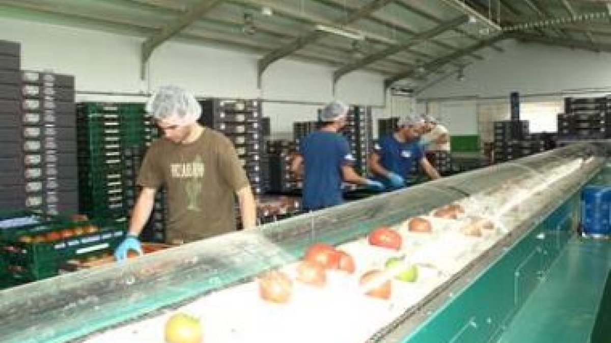 Sala de manipulación para el envasado de los tomates de la empresa Nuestra Huertina.