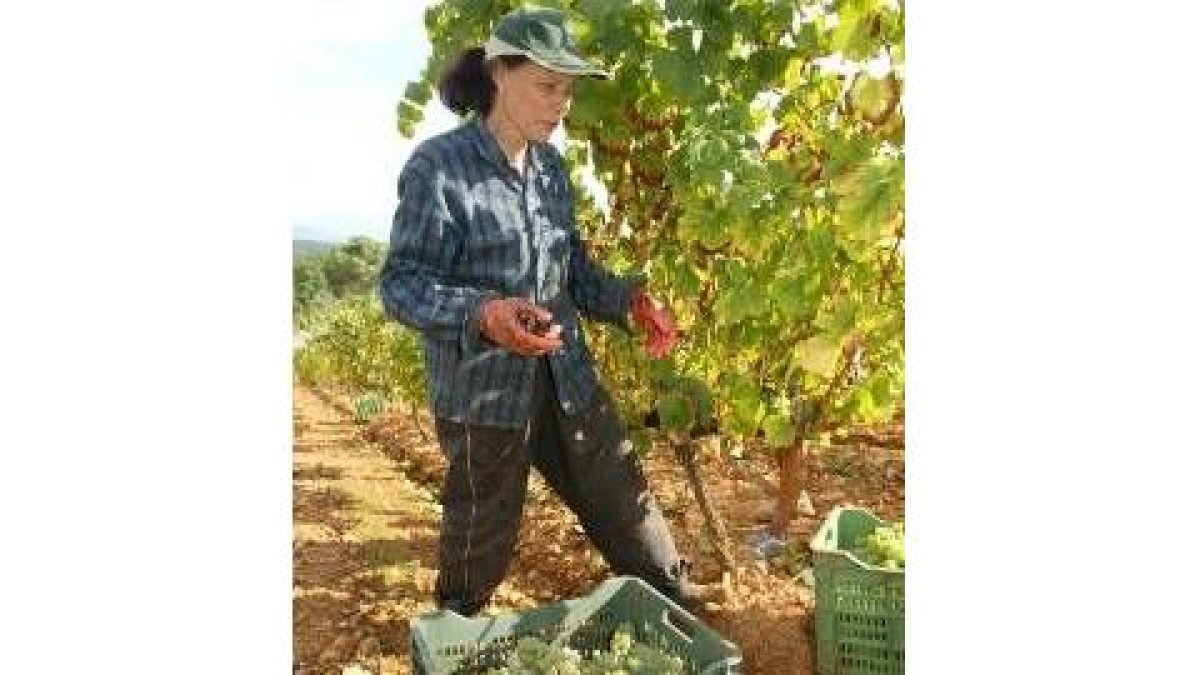 Una imagen de la vendimia en uno de los viñedos del Bierzo