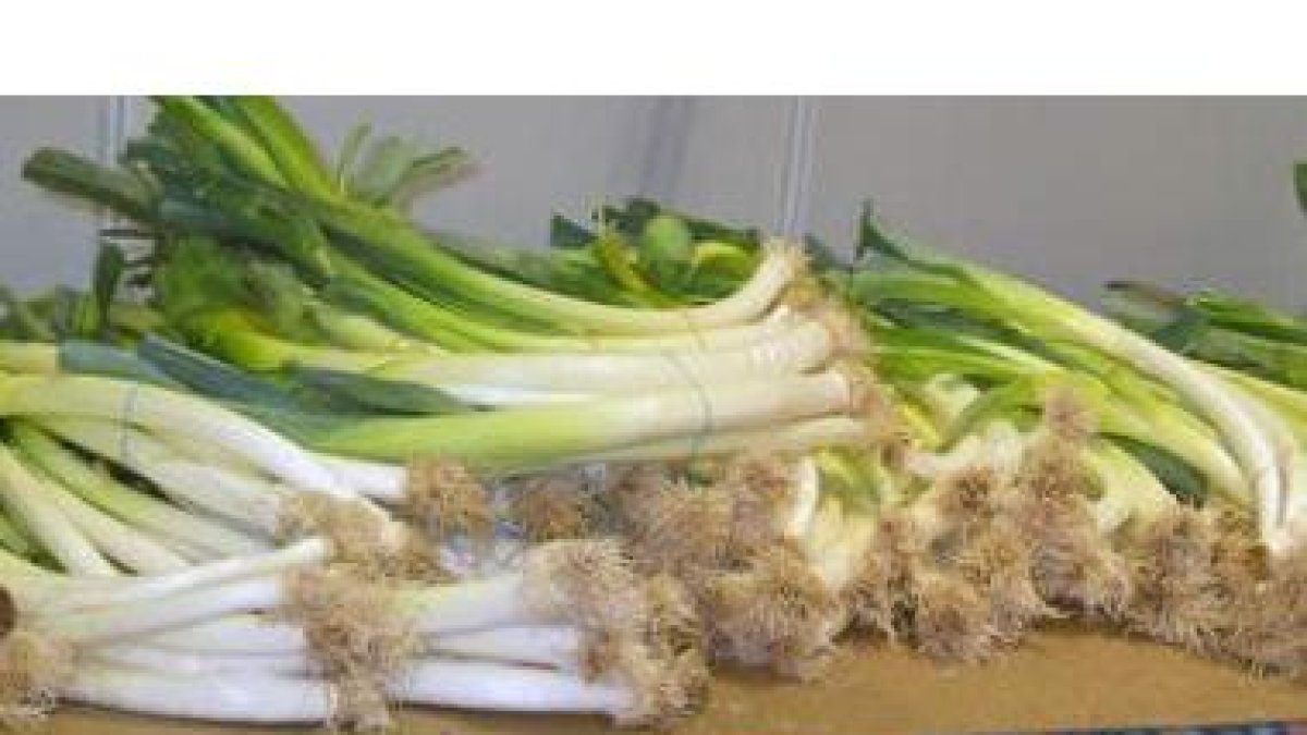 El puerro, producto estrella de Sahagún, tendrá su representación en la Feria de San Simón.