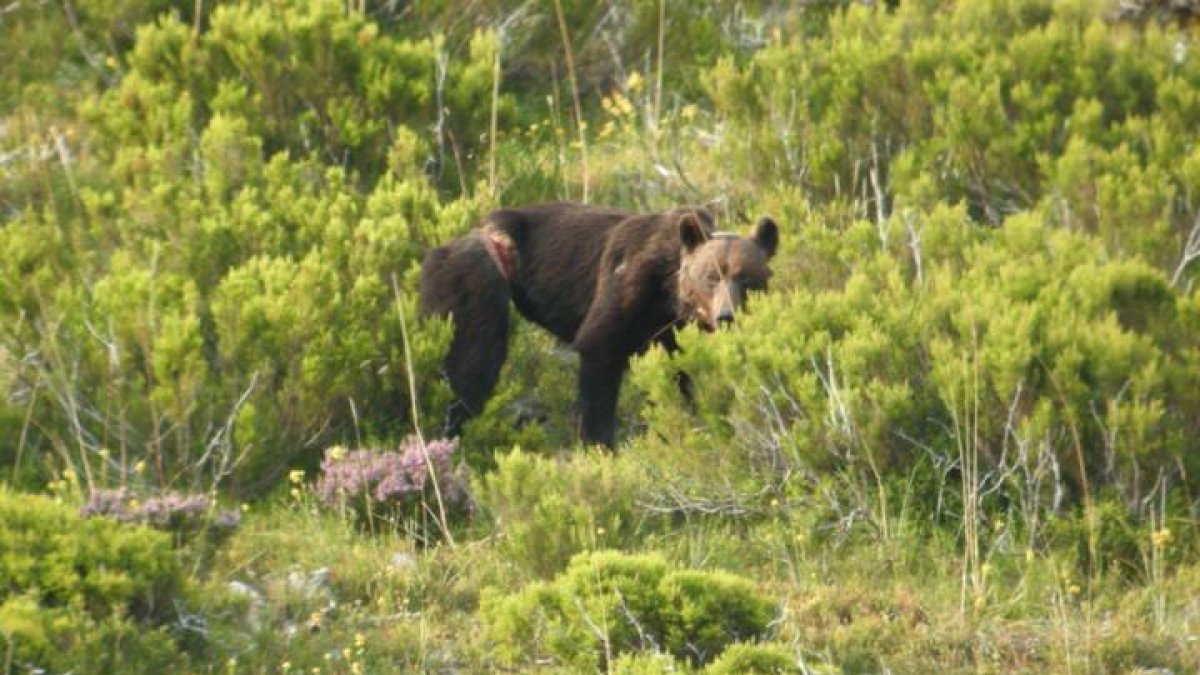 Las tremendas heridas que un lazo dejó en un oso pardo