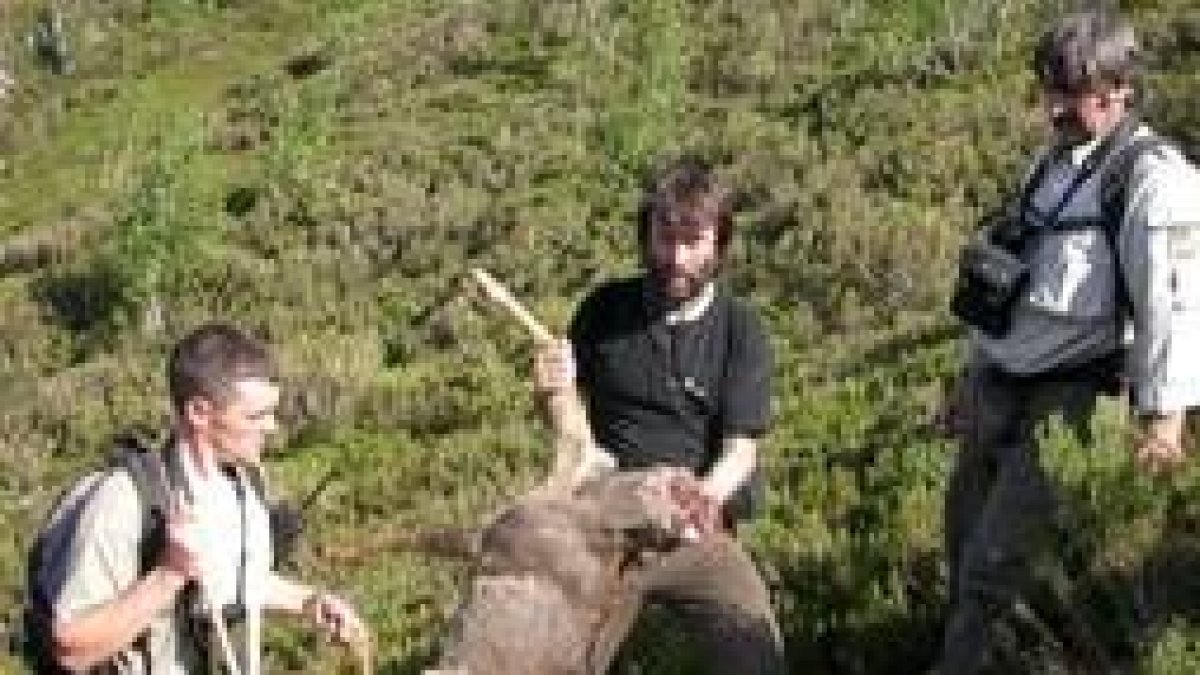 FUNDACIÓN OSO PARDO