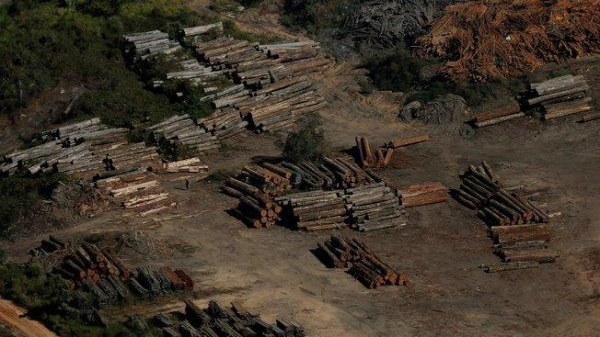 Muestras de la deforestación por la tala ilegal en el Amazonas de Brasil.