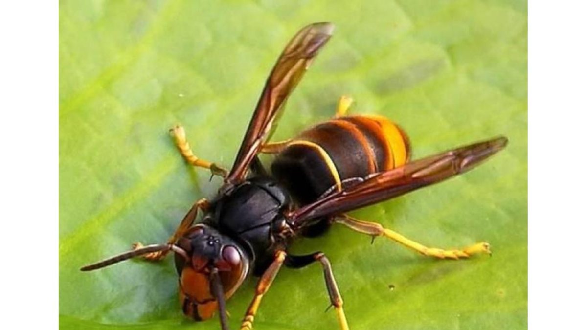 Ejemplar de la temida avispa asiática, una plaga para las colmenas